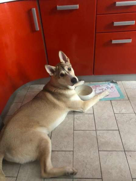 Лёня - метис хаски 9-ти месяцев в Москве фото 3