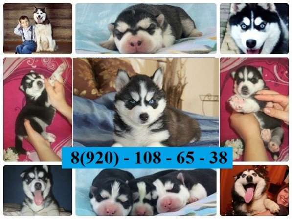 Хаски разных окрасов щеночки