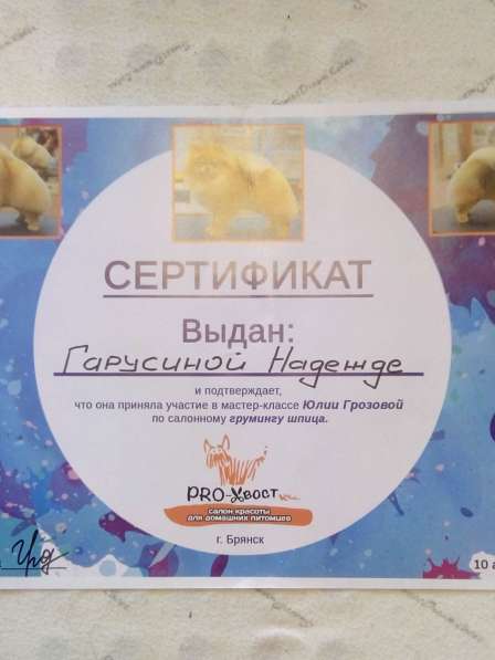 Профессиональная стрижка собак и кошек в Брянске фото 21