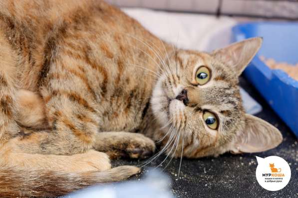 Кошечка Нянкэт в Москве