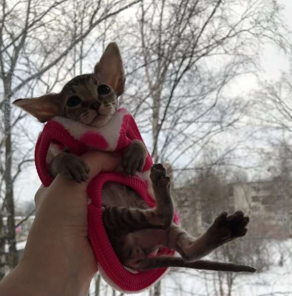 Элитный Девон-Рекс. Кудрявый лесной в Санкт-Петербурге фото 42