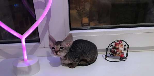 Элитный Девон-Рекс. Кудрявый лесной в Санкт-Петербурге фото 38