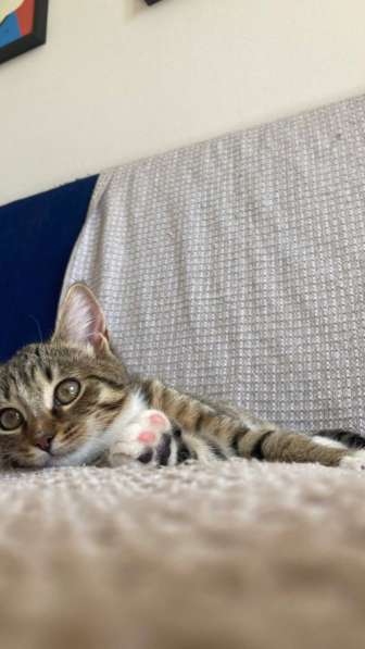 Котенок в добрые руки в Москве