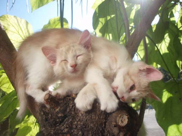 Два котика-братика. От кошечки ангоры в фото 9