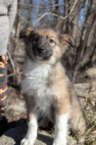 Щенок в добрые руки Алик в Санкт-Петербурге фото 7