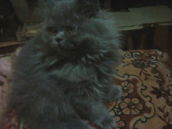 Персидские котятки в Москве фото 7