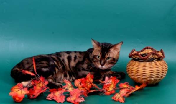 Вязка-Бенгальский кот с красивой розеткой в Жуковском