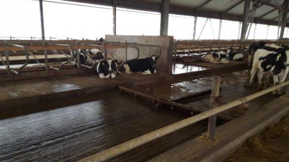 Молочно-животноводческая ферма на 2000 коров с молодняком на базе фермерского хозяйства в Пятигорске фото 10