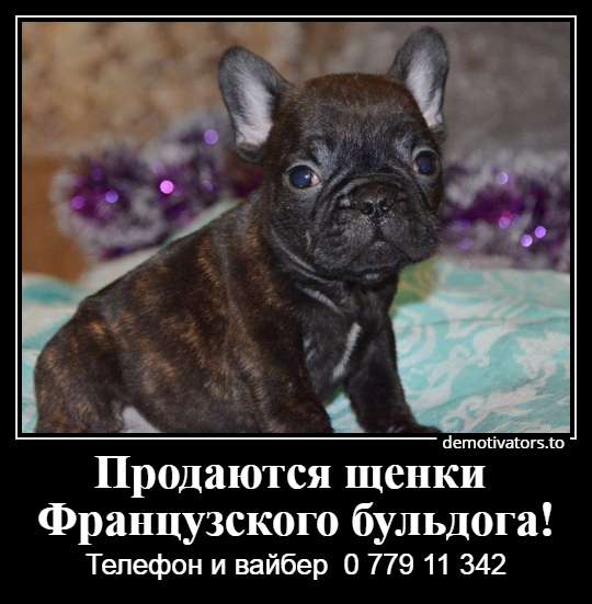 Очаровательные щеночки французского бульдога в фото 24