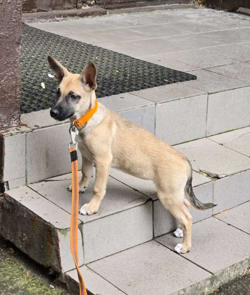 Небольшая и весёлая Шелби в Москве фото 5