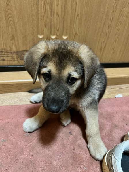 Отдадим щенка