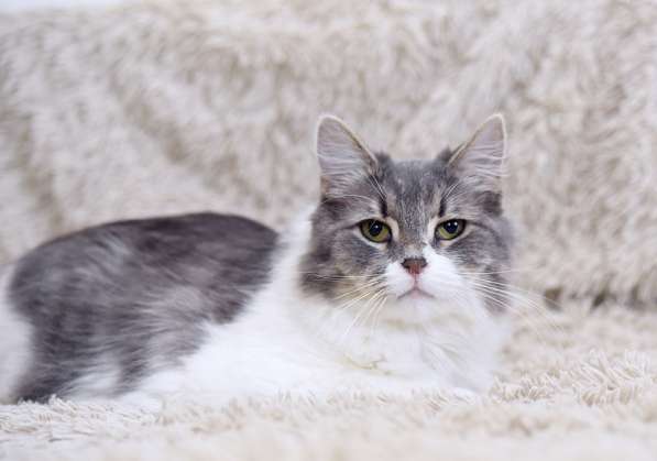 Пушистая Принцесса в дар в Москве фото 4