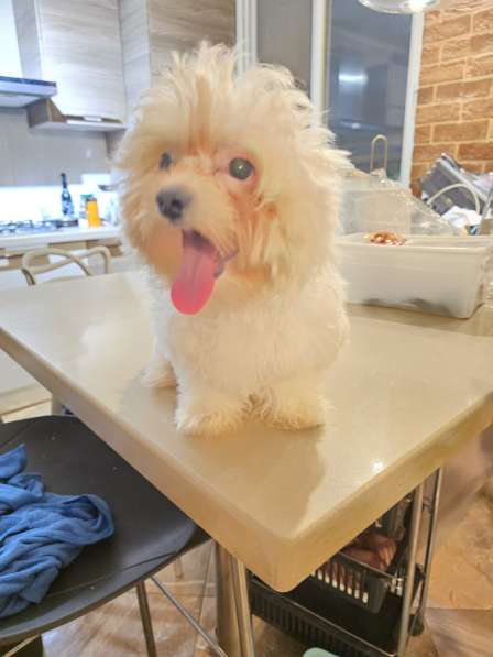 Продаются щенки мальтези 2х месячные в фото 5