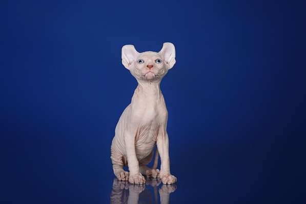 Питомник канадских сфинксов, эльфов, бамбино в Самаре фото 15