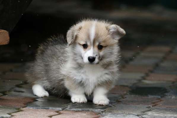 Вельш корги пемброк-мальчик