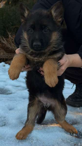 Щенки немецкой овчарки с документами, чистокровные в Москве фото 3