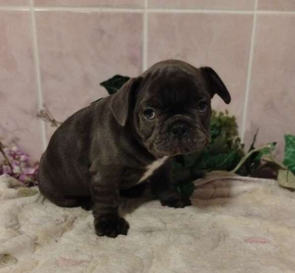 Милые щенки французский бульдог в Москве фото 4