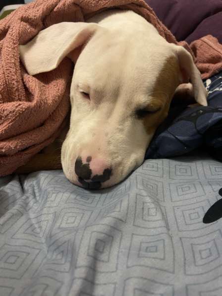 Продам Стаффорда !