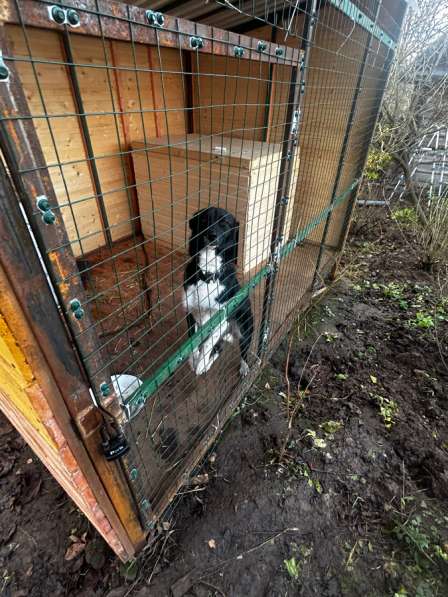 Молодая лайка ищет своего человека в Солнечногорске фото 3