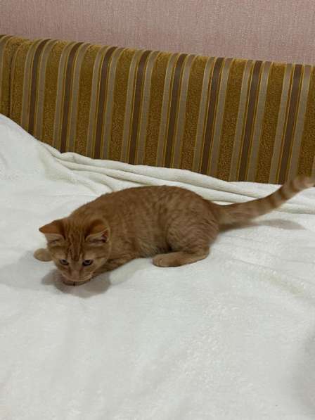 Котенок в Тимашевске