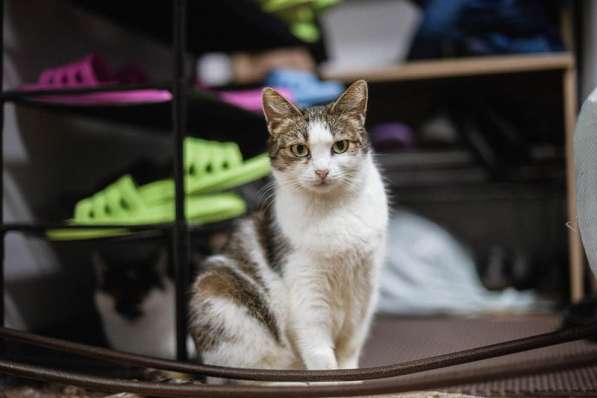 Очаровательная Ария ищет дом в Москве фото 4