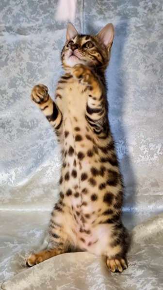Бенгальские котята в фото 10