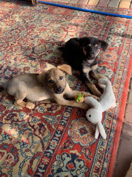 Ласковые бархатные щеночки