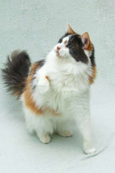 Трехцветная пушистая спокойная кошка-куколка Африка в дар в Москве фото 3