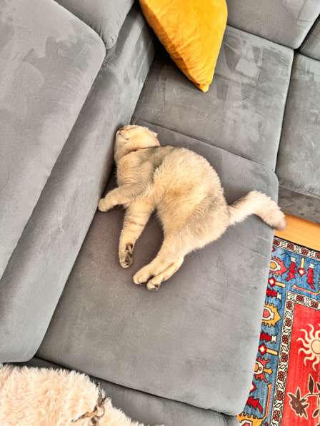 Кот хорошей породы в 