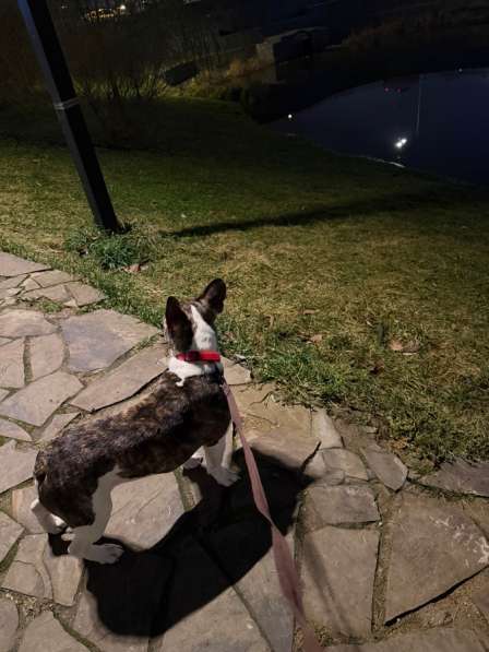 Французский бульдог в Москве