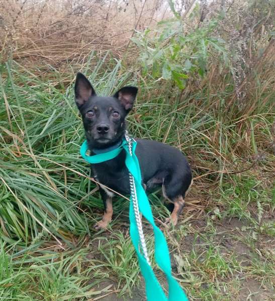 Маленький трогательный пёсик в Санкт-Петербурге фото 3