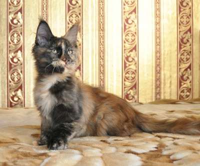Кошечка мейн-кун - черепаховая красотка в Омске