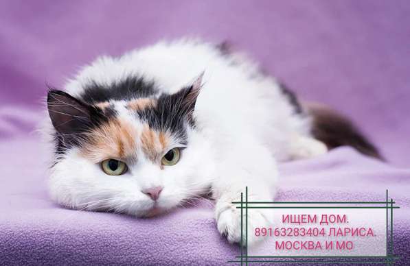 Красивая кошечка МИЛЕДИ в поисках дома в Москве фото 3