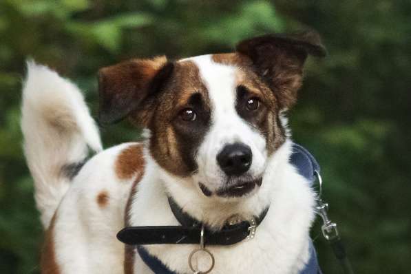 Познакомьтесь с невероятно спокойным и умным Арни! в Москве фото 6