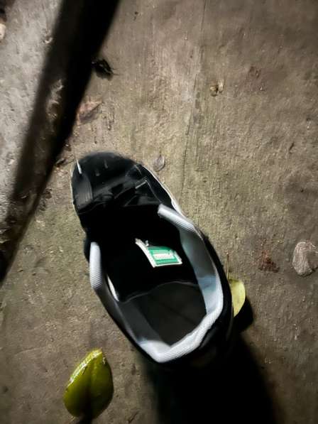 Настоящая пума в Миллерово