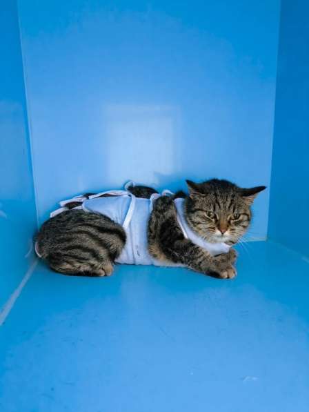 Молодая кошечка Тринити ищет дом в Москве фото 3