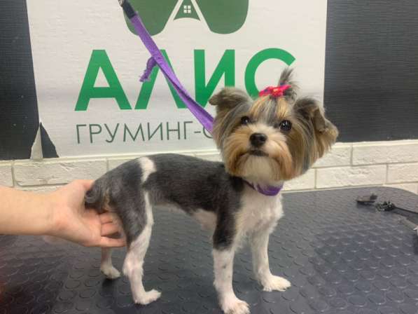 Груминг для собак и кошек ?? в Сургуте фото 4