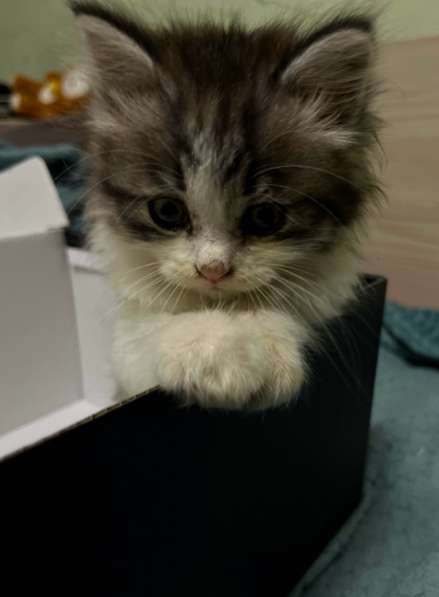 Кошка