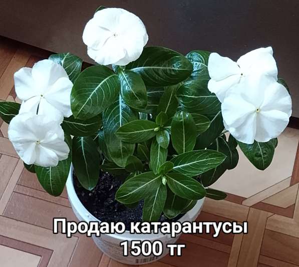Катарантусы разных расцветок продаю в фото 41