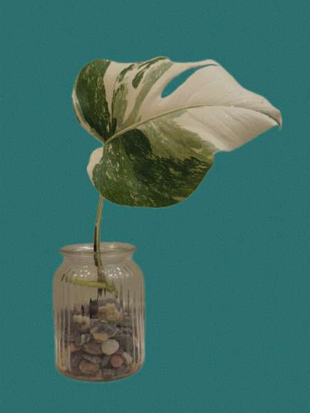 Монстера Альба