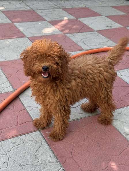 Toy poodle. Red boy в 
