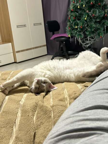 Отдам кошечку в Томске фото 3