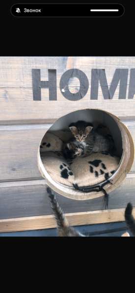 Котята бесплатно в Павловском Посаде