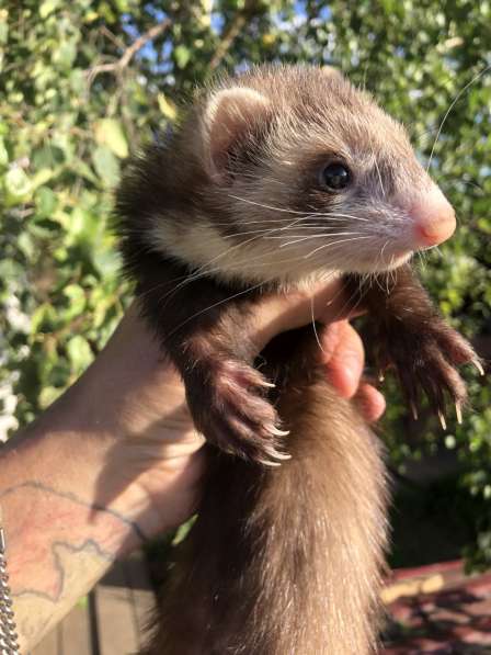 Домашние хорьки ручные в Москве фото 5