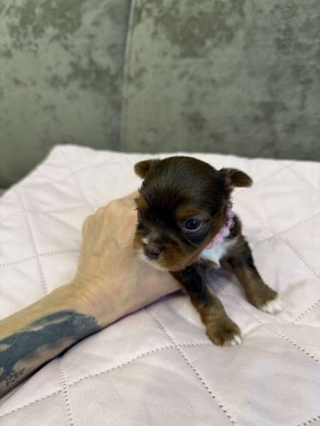 Йоркширский терьер цветной в Сургуте фото 3