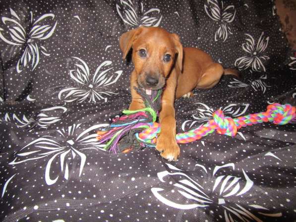 Отдам щенков в Алексине фото 5