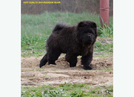 Щенки чау-чау в Москве фото 5