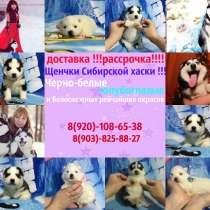 Красивые щеночки хаски разных окрасов, в Челябинске