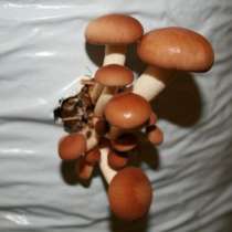 Пиоппино – рассада грибов, в Уфе