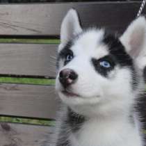 Маленькая Маркиза, в Москве